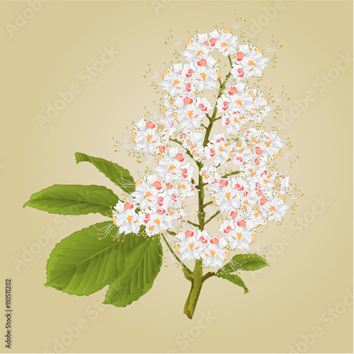 Chestnut tree flower with leaves vintage vector illustration