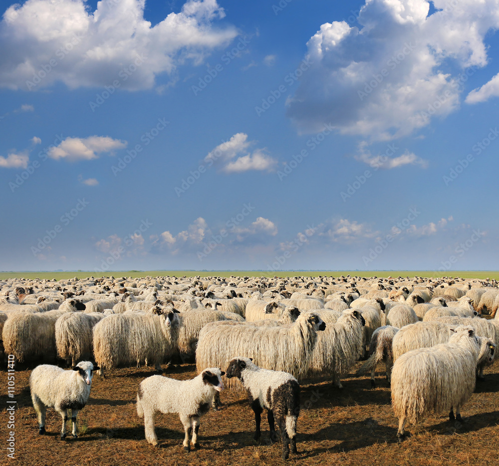 Obraz premium Sheep and lambs, landscape