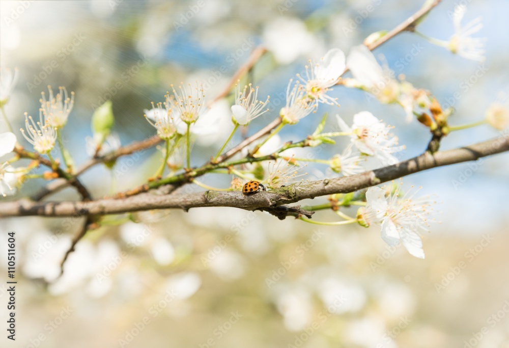 Spring Blooming Spring Blooming