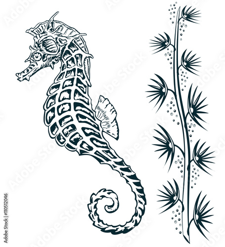 seahorse between seagrass, vintage illustration