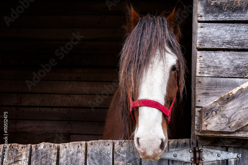 Quadro su tela Head of a Clydesdale horse/
Head shot of a Clydesdale horse inside is box with