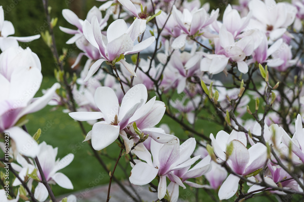 flowering tree Magnolia stellata in the garden