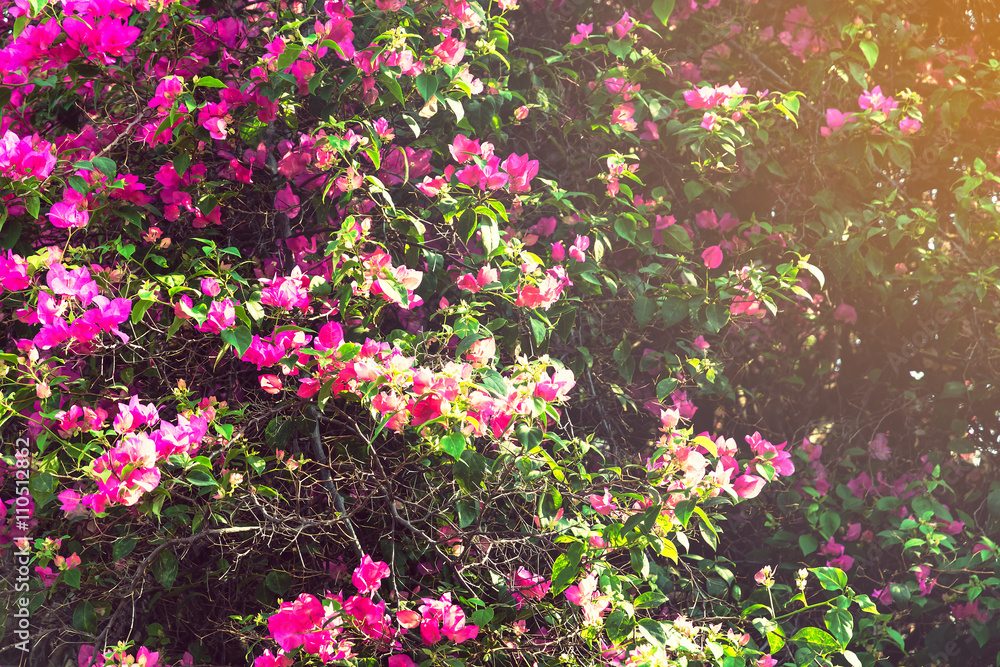 Obraz premium Pink small flowers on a green background