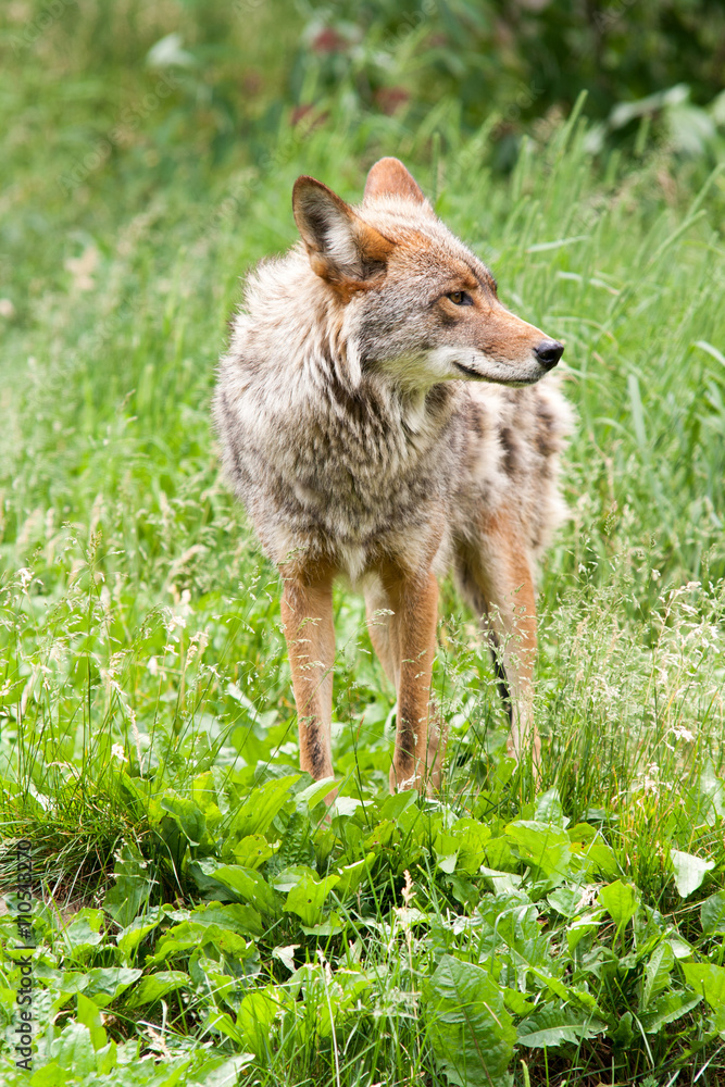 Fototapeta premium Coyote looking to its left side. Facial profile.