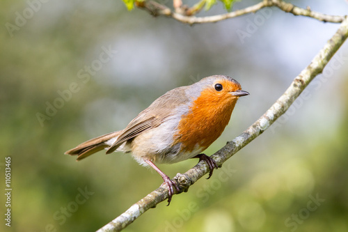 European robin in a branch in a woodland with a natural background setting. © Nicky Rhodes