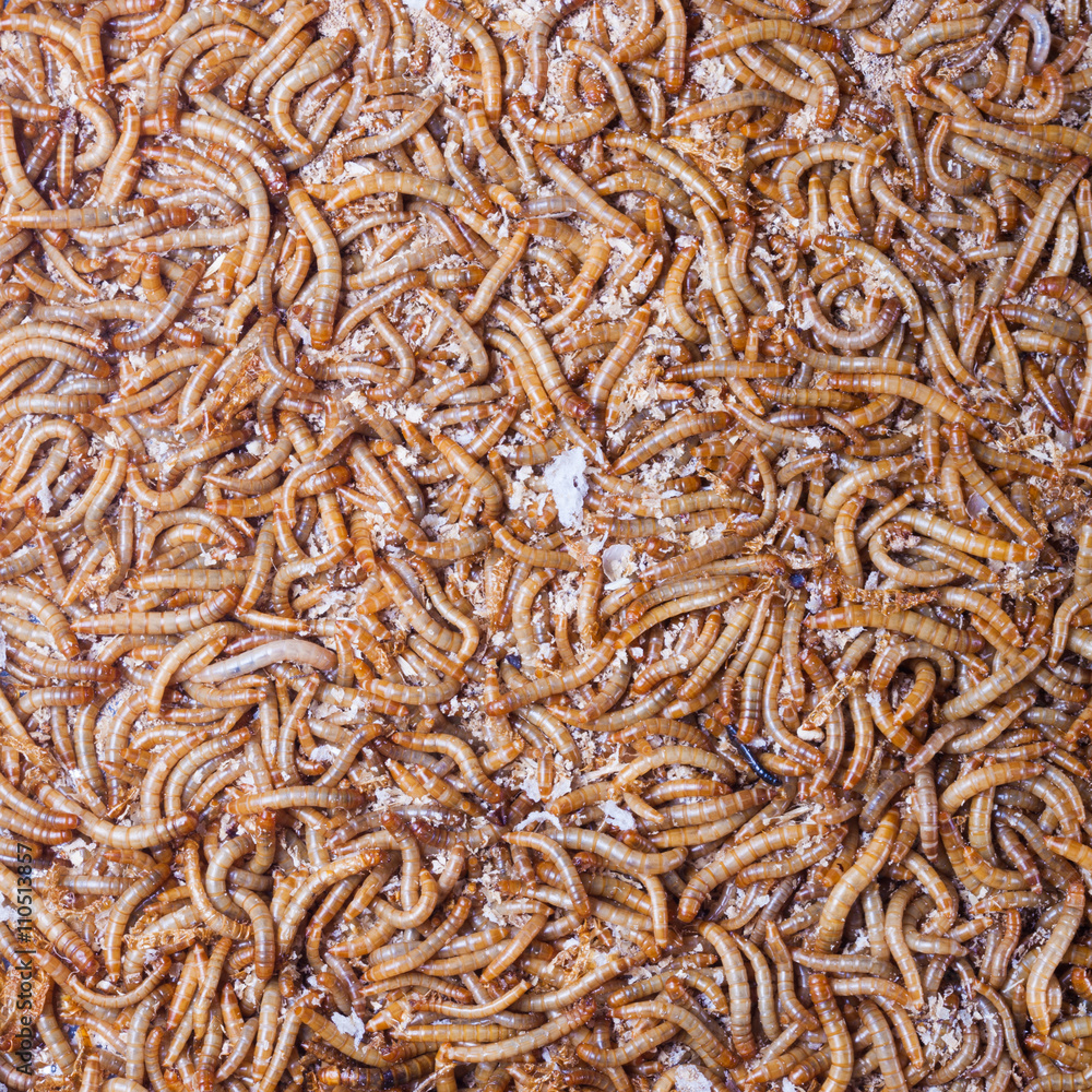 pile of living mealworms larvae. This worm is used as food for feeding birds, reptiles or fish. The image can be used as abstract background pile of living mealworms larvae. This worm is used as food for feeding birds, reptiles or fish. The image can be used as abstract background