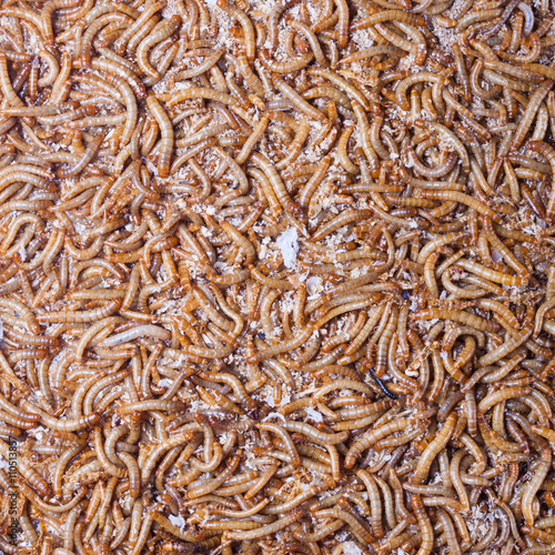 pile of living mealworms larvae. This worm is used as food for feeding birds, reptiles or fish. The image can be used as abstract background © Jenov Jenovallen