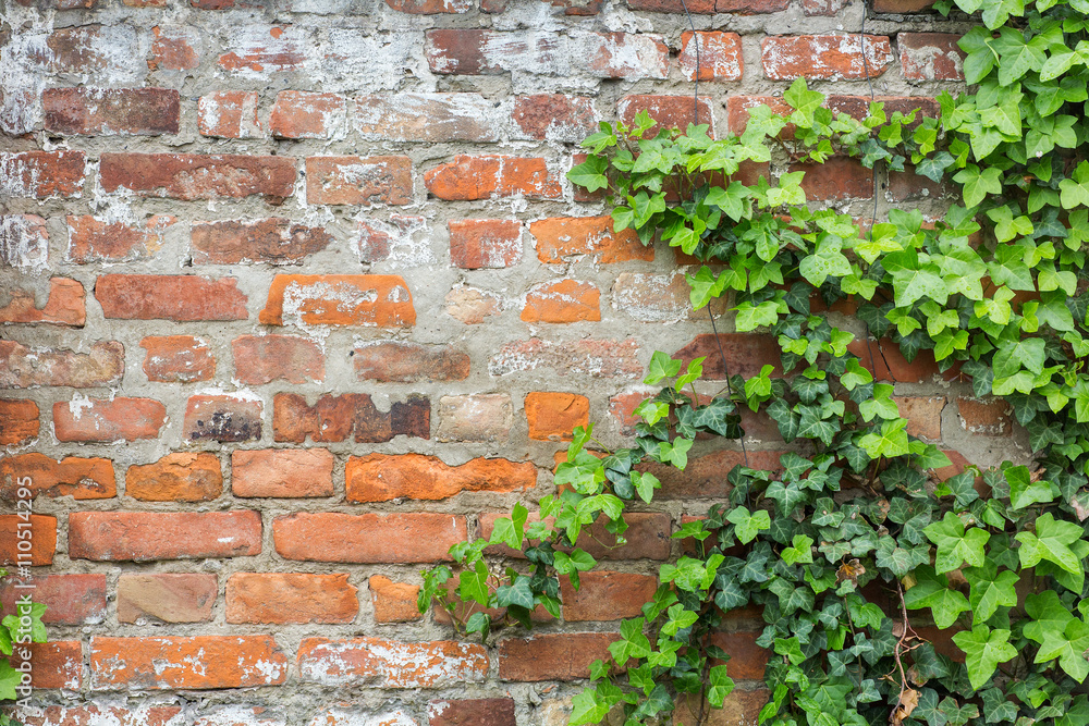 foliage on a brick wall foliage on a brick wall