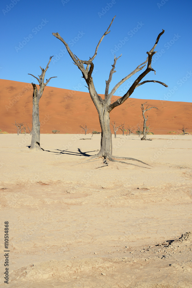 Dead Vlei, Sossusvlei, Namibia