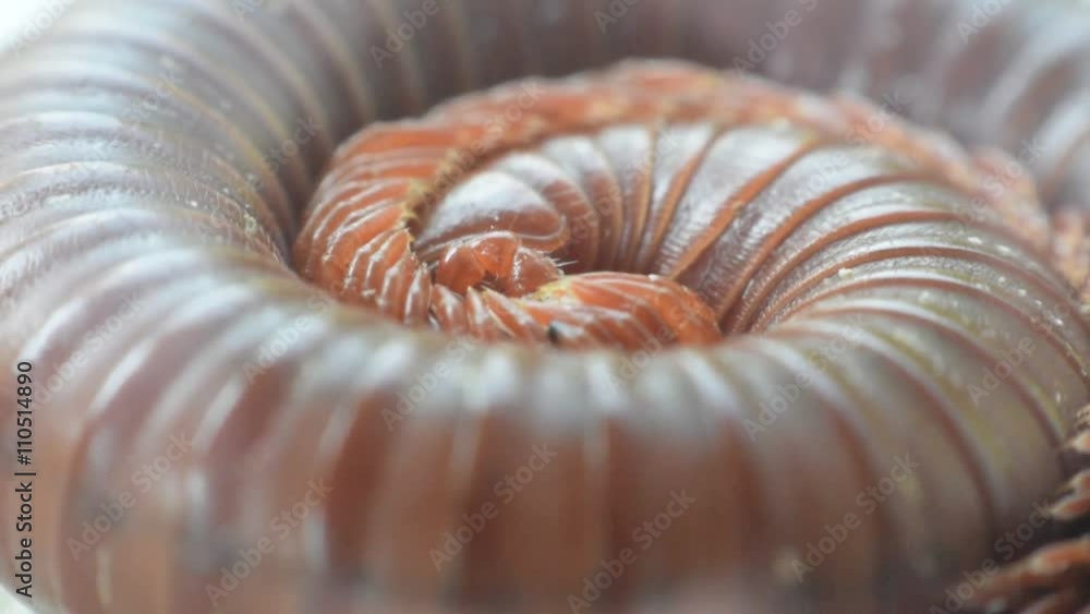 Macro of millipede insect close up rolling in nature Macro of millipede insect close up rolling in nature