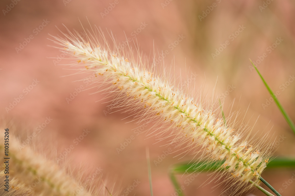 clouse-up of long grass flower on sunset background clouse-up of long grass flower on sunset background