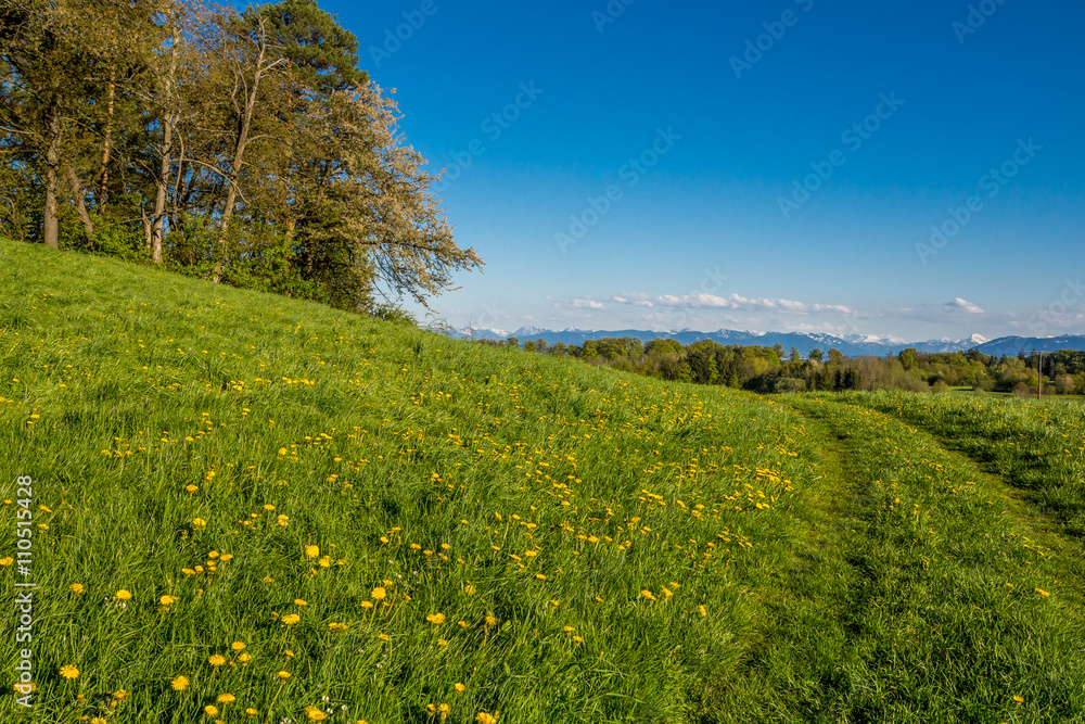 Saftige Frühlingswiese in Oberbayern