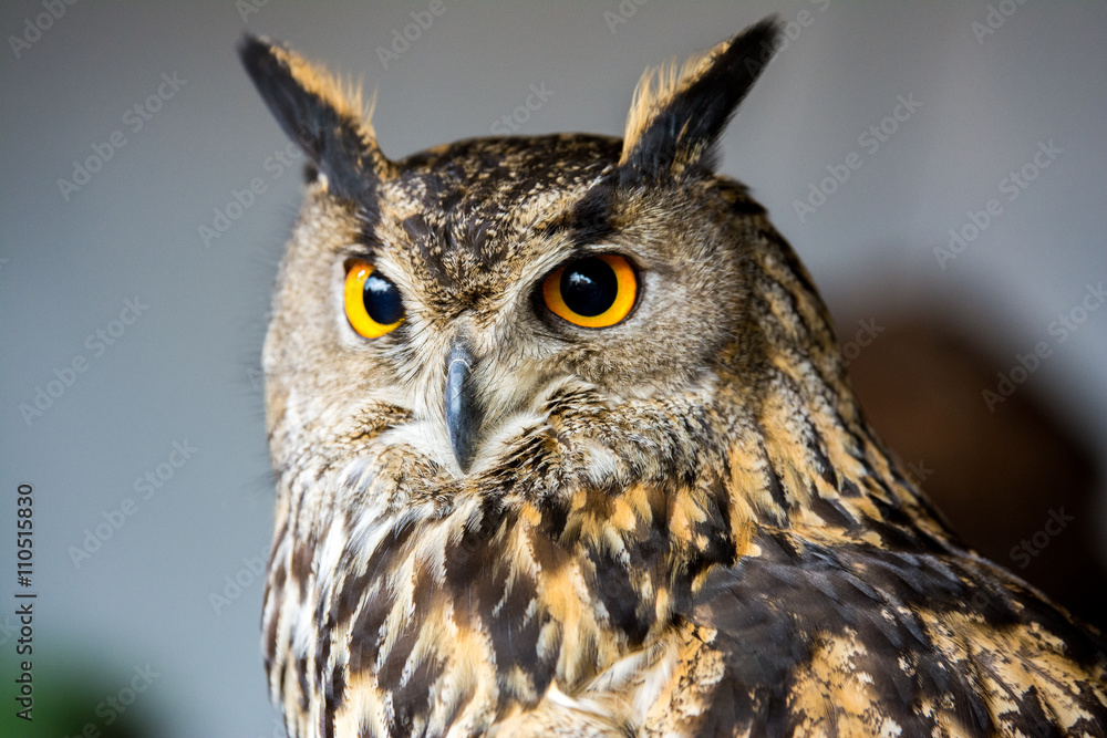 Obraz premium perfil de buho real 