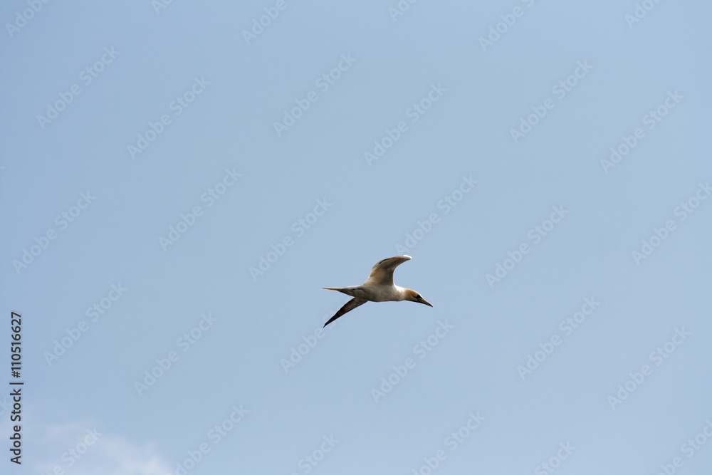 Obraz premium Northern gannet in flight.