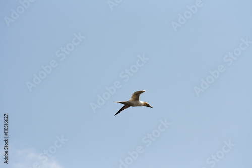 Northern gannet in flight.