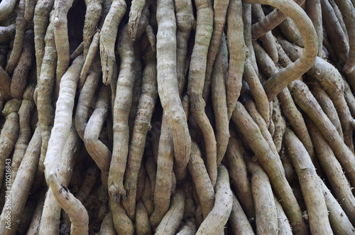 roots tree  root green background nature old wallpaper plant trunk brown bark wood giant

