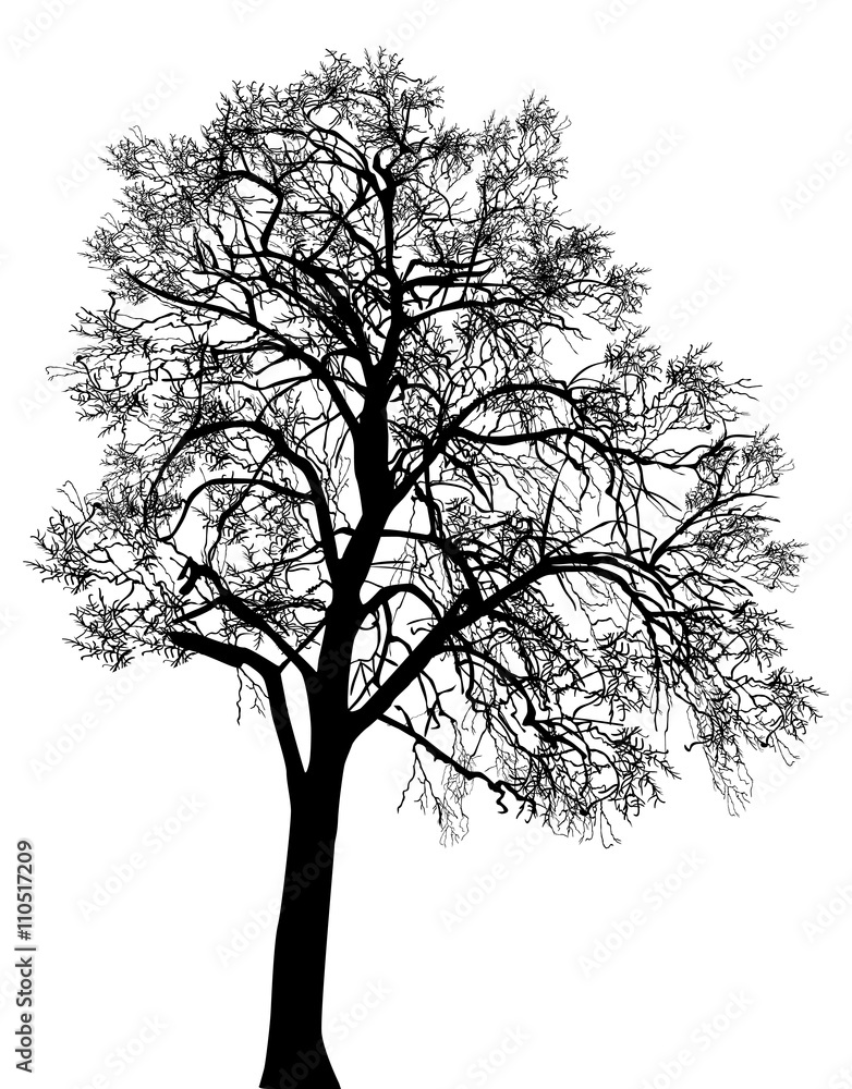 high black bare isolated tree high black bare isolated tree