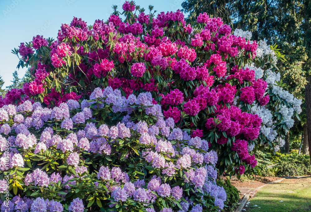 Huge Rhododendrons of Burien 5 Huge Rhododendrons of Burien 5