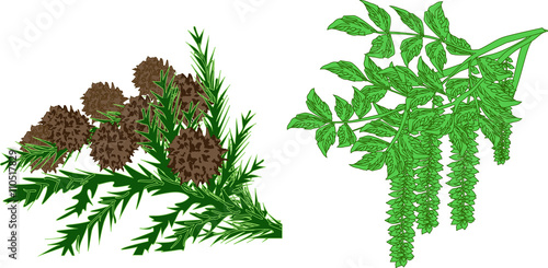 two spring tree green branches on white