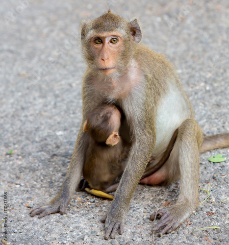monkey family © piyagoon