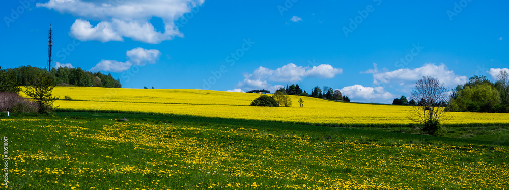 Panorama Frühlingswiese