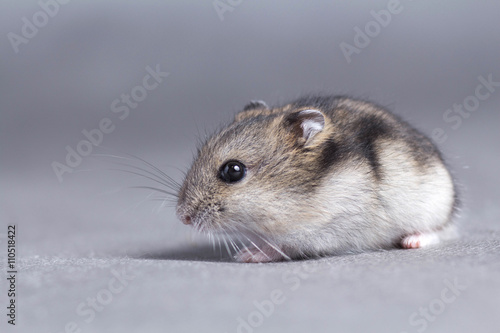 Portrait of a little hamster on grey background