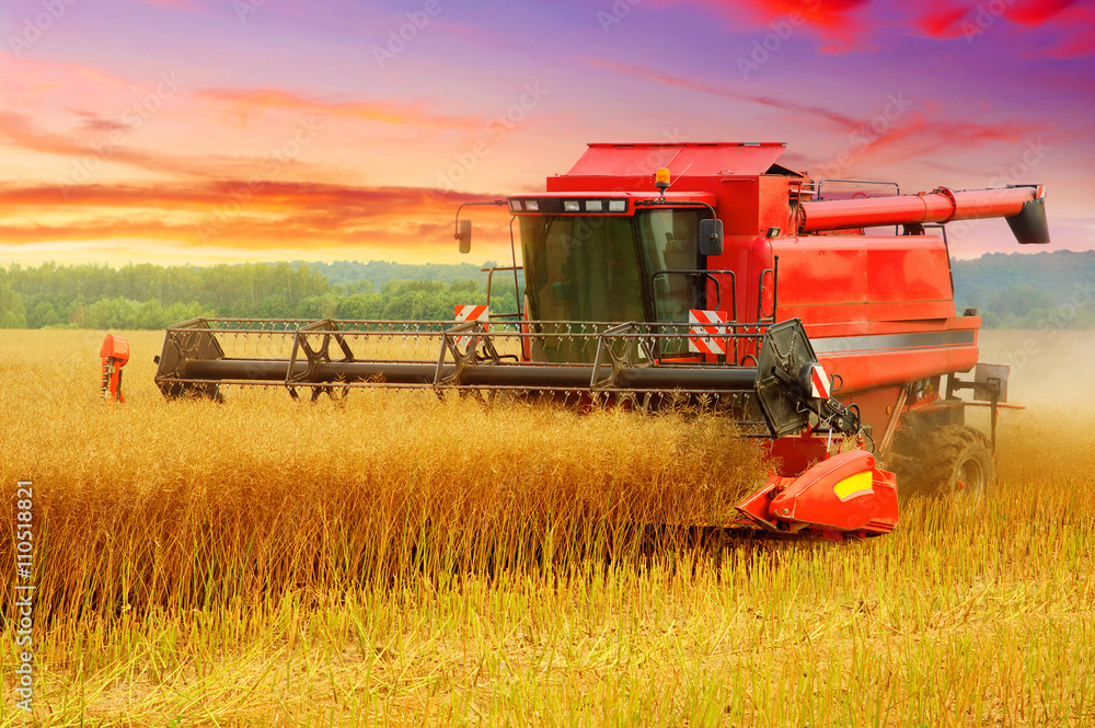 Naklejka premium Combine working in field