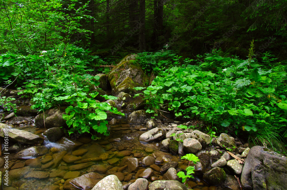 Mountain river in the green forest Mountain river in the green forest