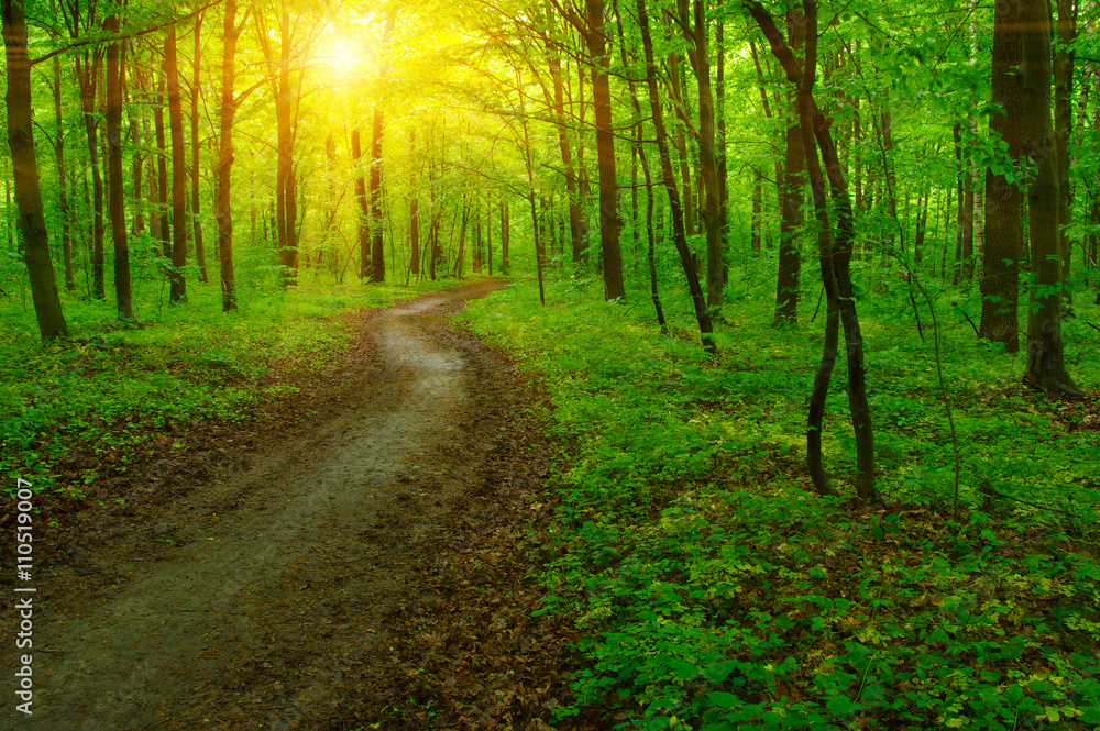 Fototapeta premium Forest and sun