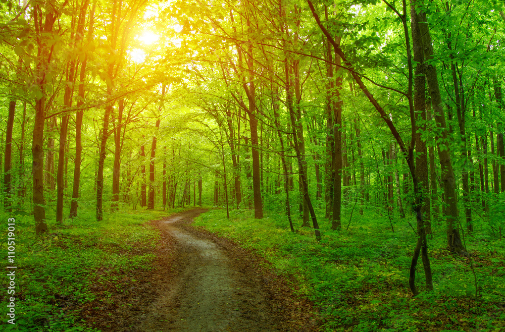 Fototapeta premium Las i słońce