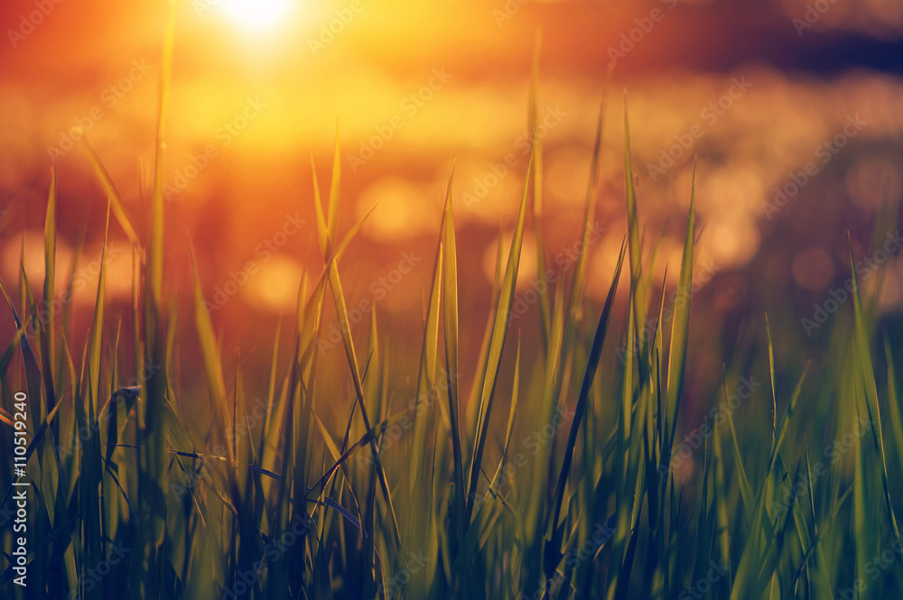 Green grass background with sun beam