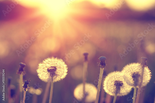 Dandelions in the sun