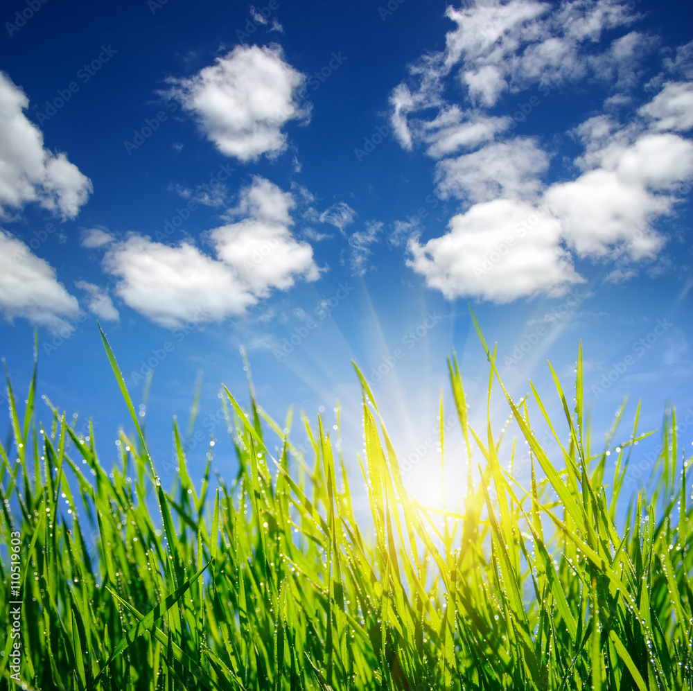 Fototapeta premium grass on clouds