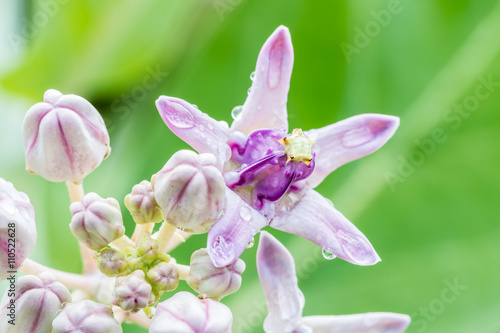 Purple Crown Flower, (Calotropis gigantea L.) and bud flowers.