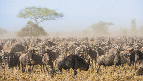 Wildebeest migration. The herd of migrating antelopes goes on dusty savanna. The wildebeests, also called gnus or wildebai, are a genus of antelopes, Connochaetes.