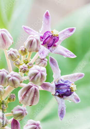 Purple Crown Flower, (Calotropis gigantea L.) and bud flowers.