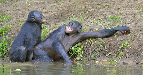 Canvas Print The Bonobos ( Pan paniscus) mating in the pond.