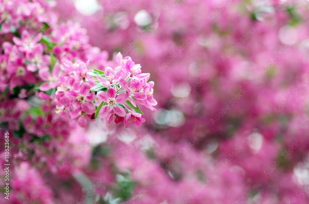  Beautiful Flower in spring. Natural background, soft focus.