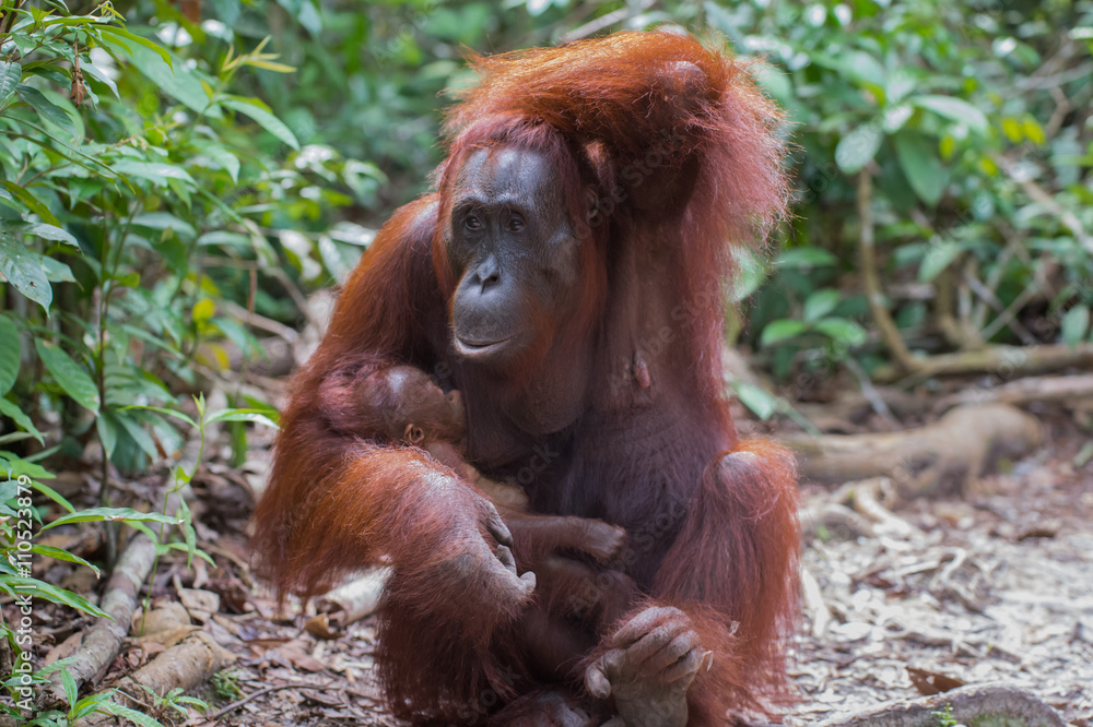 Mama Orangutan with baby in her arms thinking (Indonesia, Borneo / Kalimantan) Mama Orangutan with baby in her arms thinking (Indonesia, Borneo / Kalimantan)