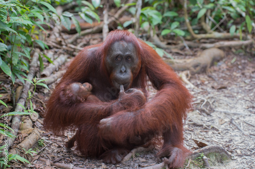 Mama orangutan thought with baby in her arms (Tanjung Puting National Park, Borneo / Kalimantan, Indonesia)