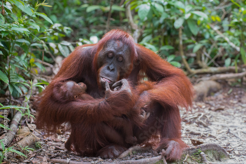 Mama orangutan looks at her child (Indonesia, Borneo / Kalimantan)