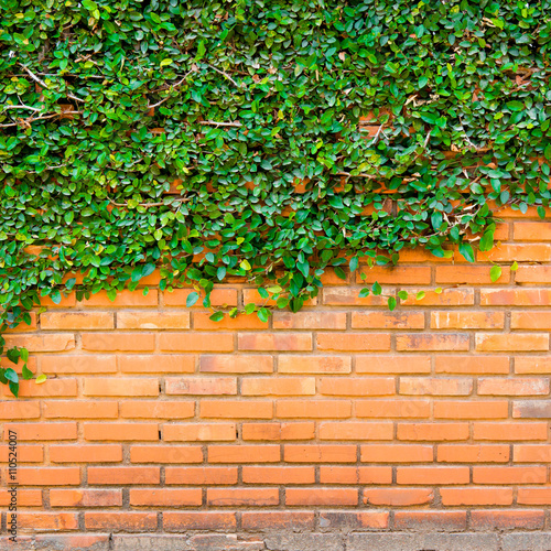 Green ivy on the brick wall