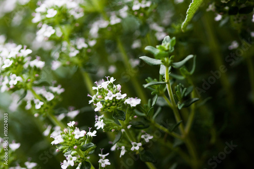 Blooming Thyme