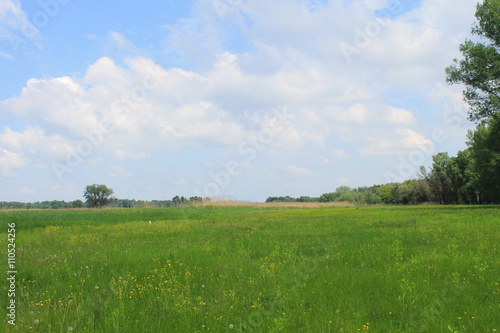 Green meadow and blue sky 