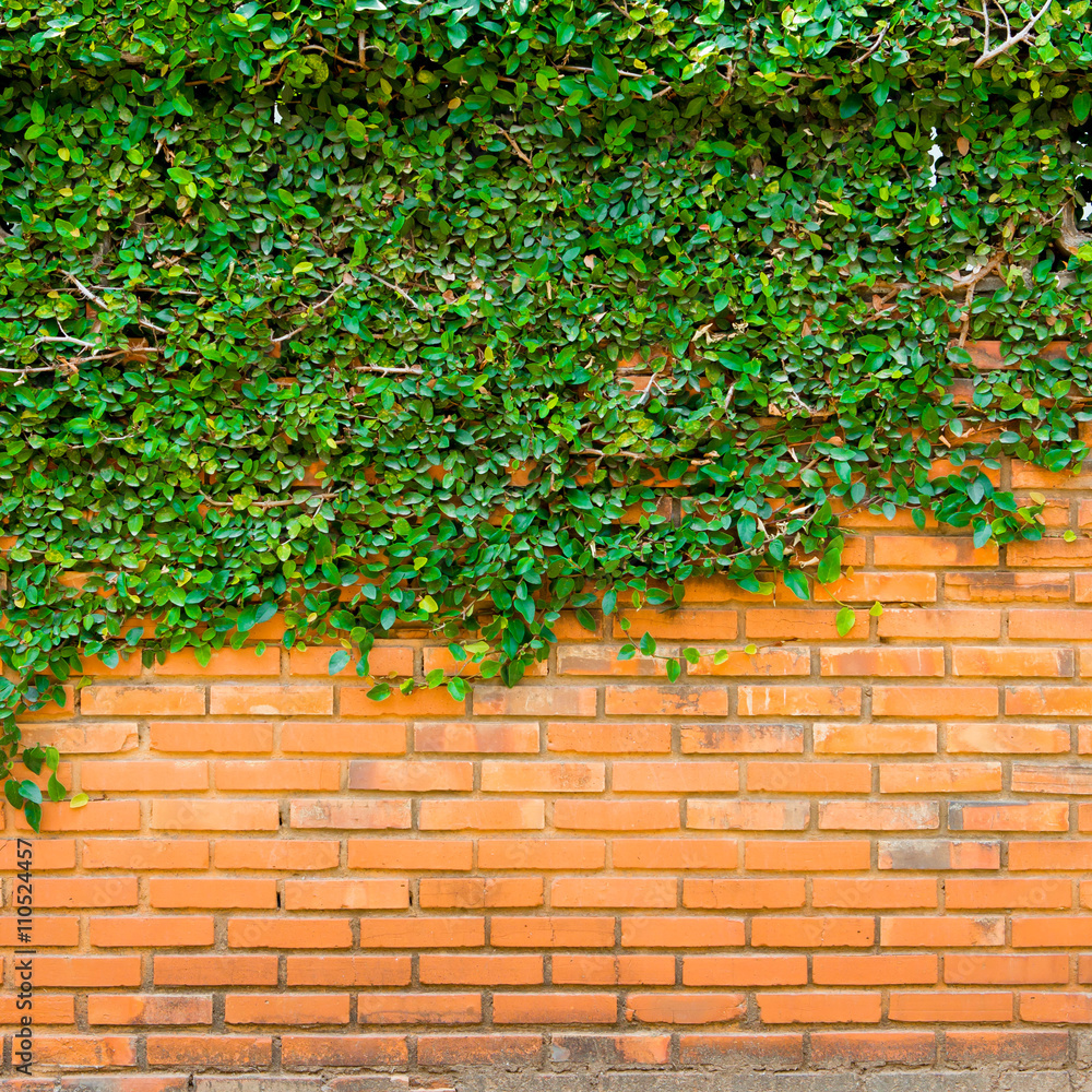 Green ivy on the brick wall