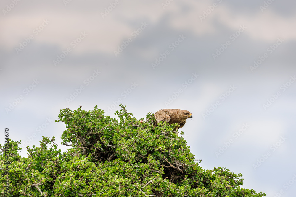 eagle eagle