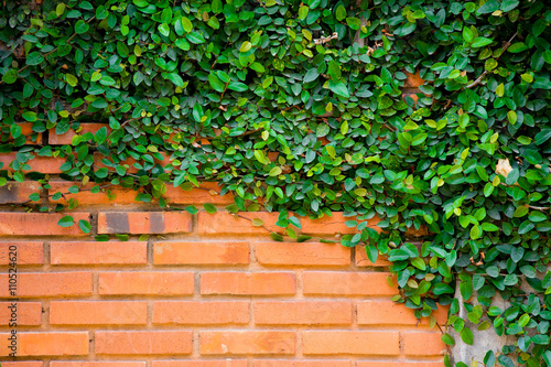 Green ivy on the brick wall © piyagoon