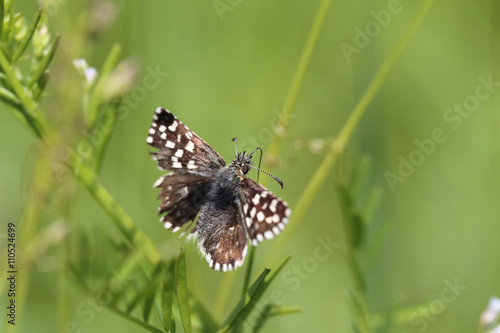 Shaggy brown butterfly on a green grass
