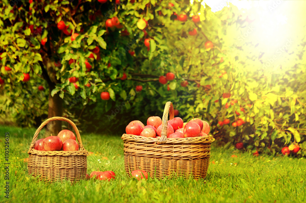 Two wicker basket full of red apples at sunset Two wicker basket full of red apples at sunset