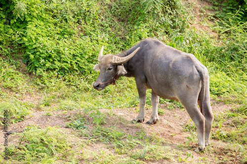 Water buffalo standing on green grass